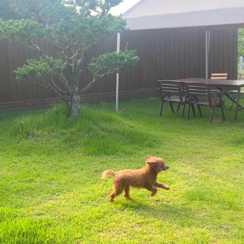 Review of a pet-friendly private pool villa with a private yard in Hongcheon, Gangwon-do: Gamsung Gonggan