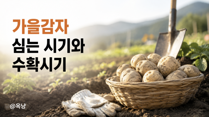 가을감자 심는 시기 씨감자 심는방법과 수확시기