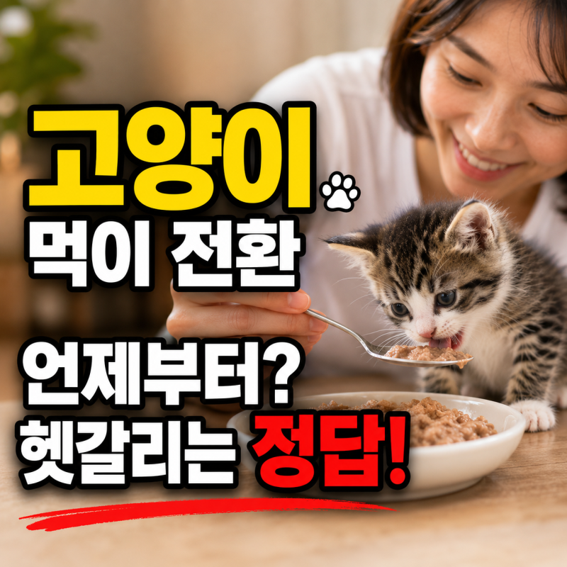 새끼 고양이 분유 고양이 이유식 고양이사료 급여 시기와 바꾸는 방법