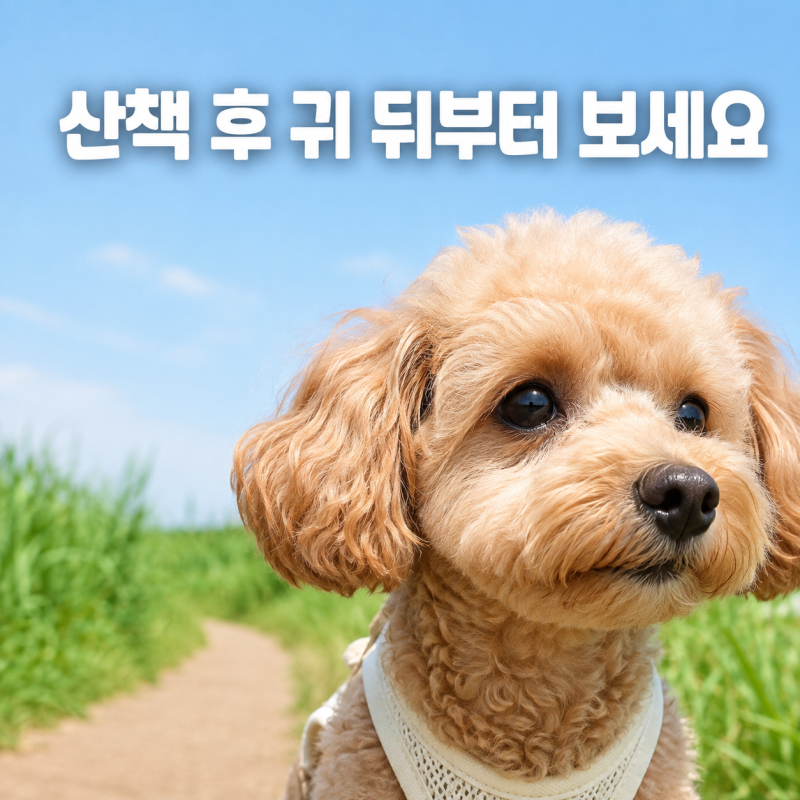 강아지 진드기 물렸을 때 증상과 제거 방법, 산책 후 확인할 곳