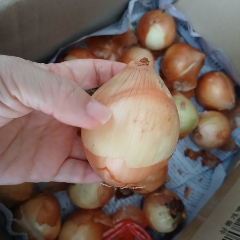 양파 보관방법 "저는 베란다 실온에 두고 보관했어요." (f. 깐양파 냉장, 냉동)