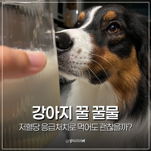 강아지 꿀 꿀물 저혈당 응급처치로 먹어도 괜찮을까?