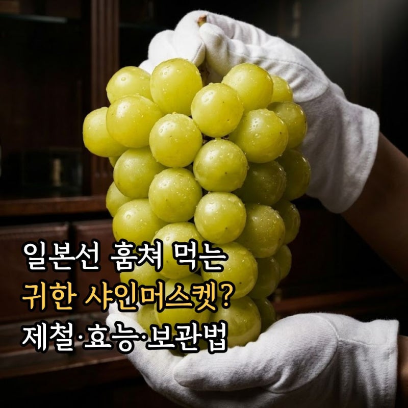 한국선 흔한데 일본선 훔쳐 갈 정도? 샤인머스켓 제철과 효능, 세척 및 보관법 총정리