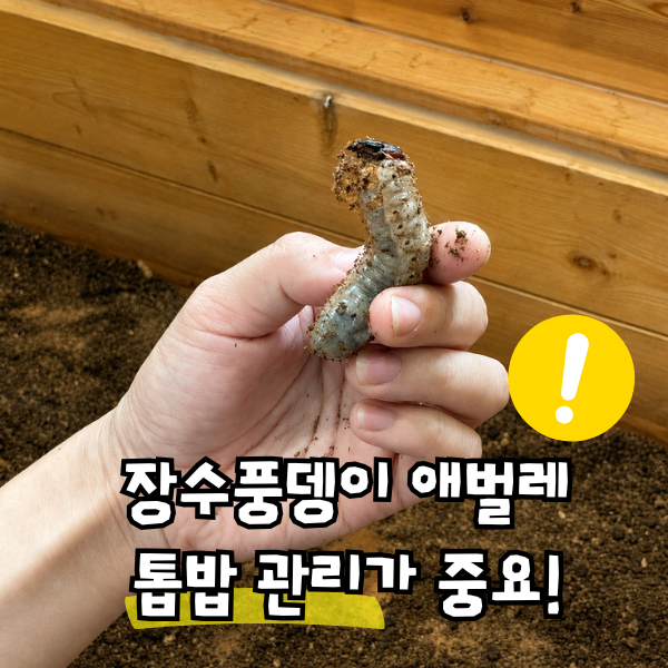 장수풍뎅이 키우기 유충 애벌레 톱밥 관리가 중요해요!
