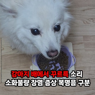 강아지 배에서 꾸르륵 소리 복명음 원인은? 소화불량 장염 증상 구분 방법