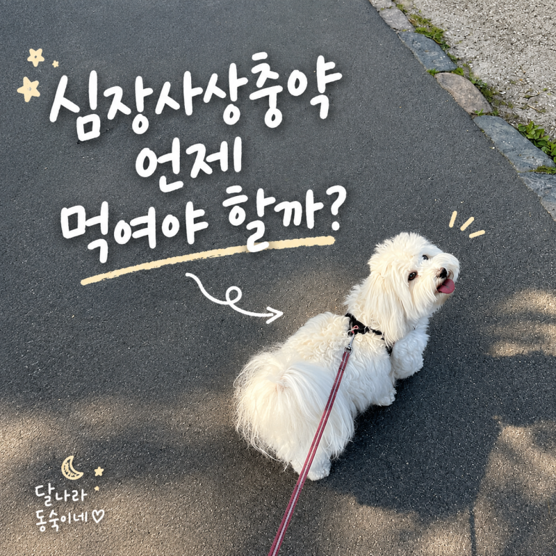 강아지 심장사상충약 복용주기, 기생충약 구충제 먹이는 시기와 종류