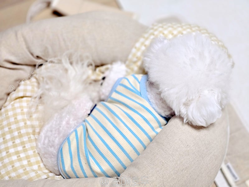 강아지꿈 꿨다면 로또 사야 할까? 물리는 꿈부터 안는 꿈까지