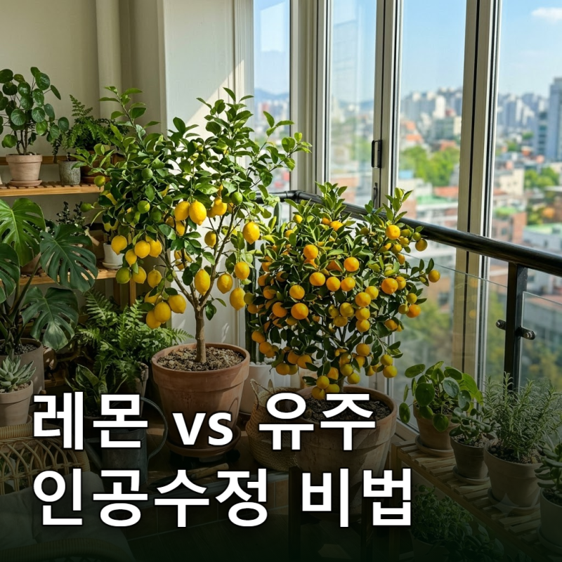 레몬나무 유주나무 차이, 베란다 붓칠 인공수정 필수