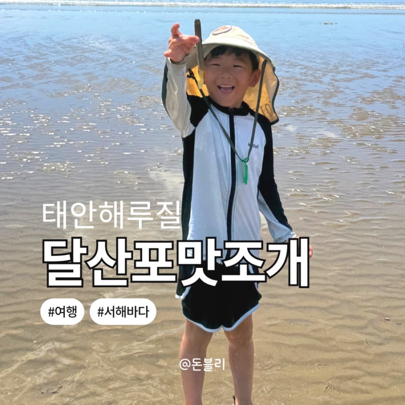 서해바다 태안 달산포 맛조개 연포 해수욕장 갯벌 게 잡다