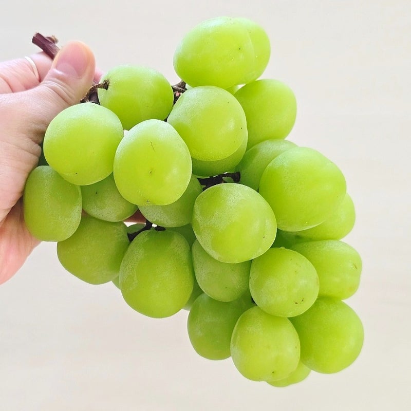 샤인머스켓 한 달도 싱싱하게! 세척부터 오래 보관하는 꿀팁까지