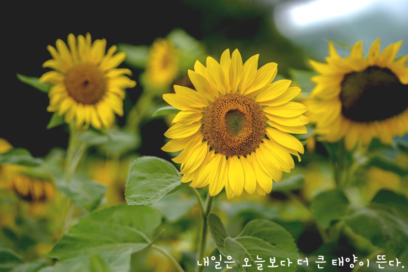 한여름의 오싹한 더위 탈출, 강원도 태백 여행기 (해바라기축제, 황지시장, 하늘전망대, 만항....