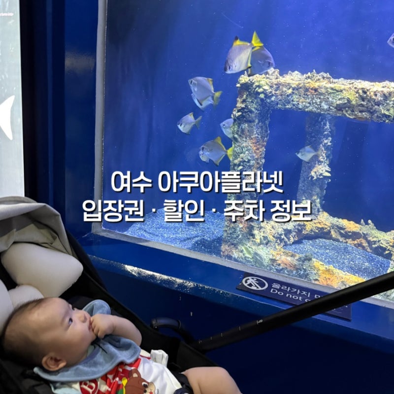 아기랑 여수 아쿠아플라넷 솔직후기, 할인·주차·입장료·인어공연 시간
