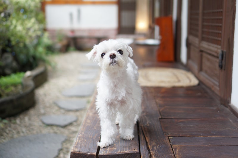 전주 애견동반 펜션 산야초 강아지와 일주일 살기 숙소 솔직후기