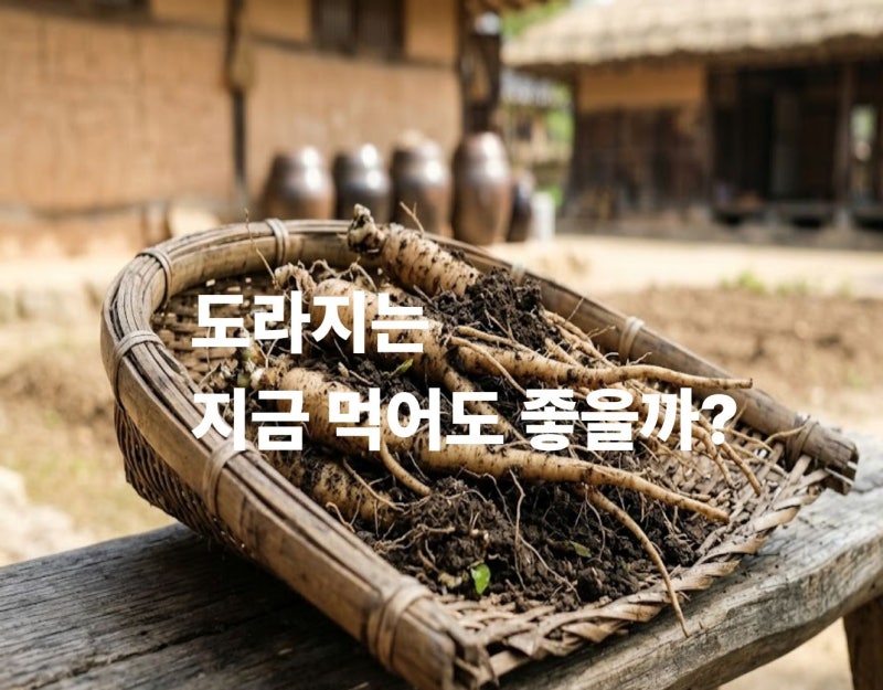 도라지, 지금 먹어도 괜찮을까? 효능부터 수확시기·먹는법까지