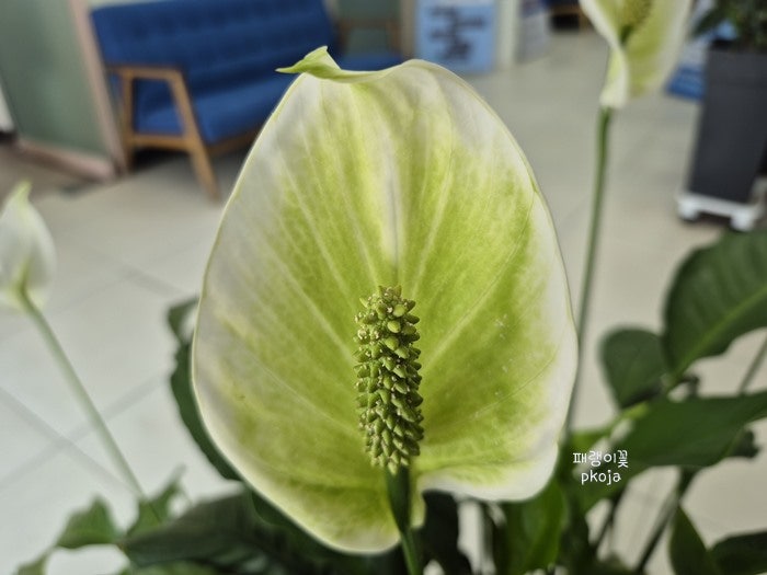 스파티필름 Spathiphyllum 白掌 스파티필름꽃말