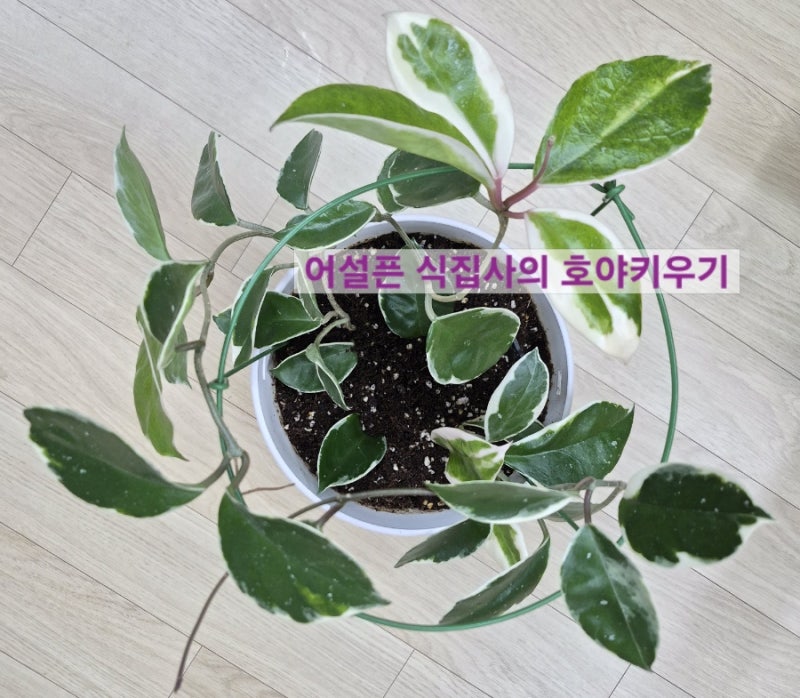 어설픈 식집사의 호야 키우기