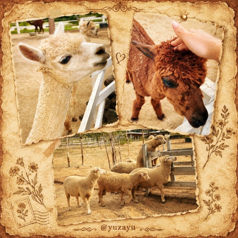 Why Gapyeong Sheep Farm is a Recommended Travel Course for Fun Activities