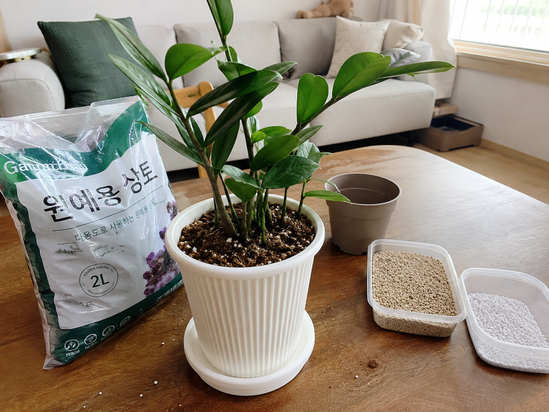 금전수 분갈이 흙, 다이소에서 사도 괜찮을까?