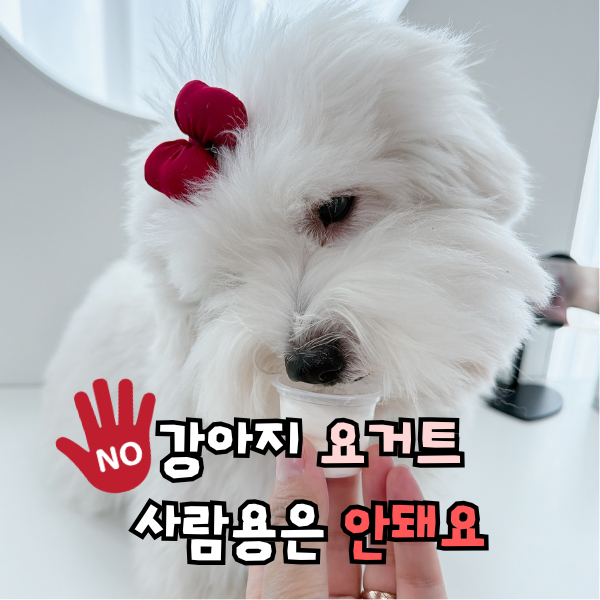 강아지 요거트 급여, 사람 요플레 괜찮을까