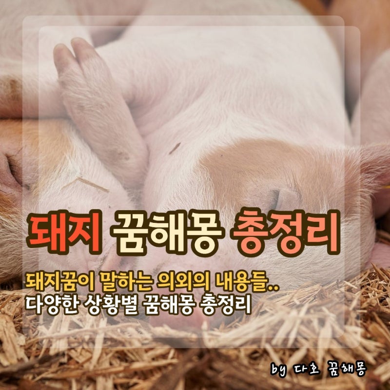 돼지 꿈 해몽 총정리, 돼지 잡는 꿈부터 집에 들어오는 꿈·새끼돼지·태몽까지