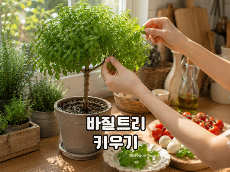 바질트리 키우기 식용 가능할까? 꽃과 물주기