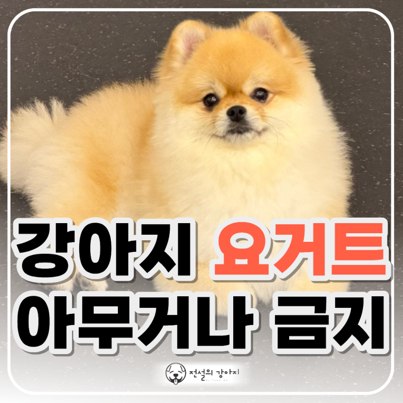 강아지 요거트 먹어도 될까? 무가당 선택부터 급여량·알레르기까지 총정리