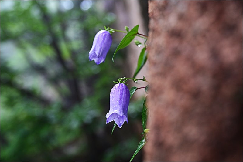 설악산 공룡능선 N번째 산행(코스, 최단코스, 지도, 날씨, 난이도, 준비물, 주차, 교통, 운해, ....