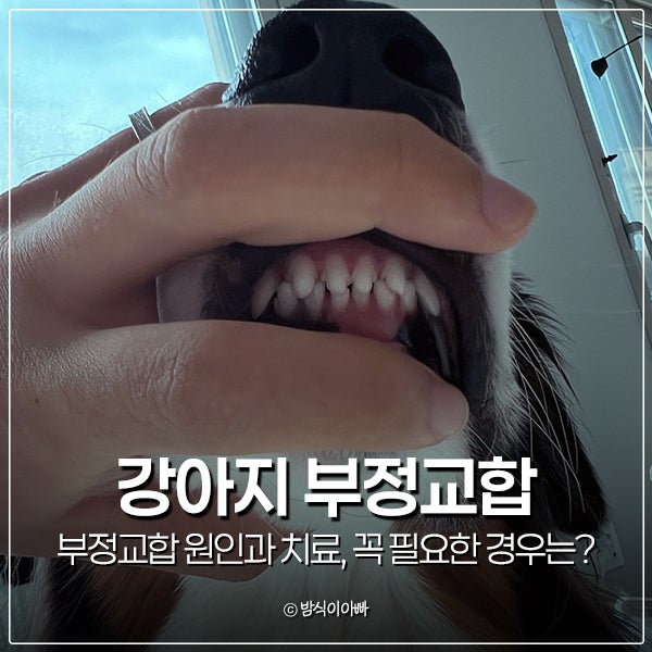 강아지 부정교합 원인과 치료, 꼭 필요한 경우는?