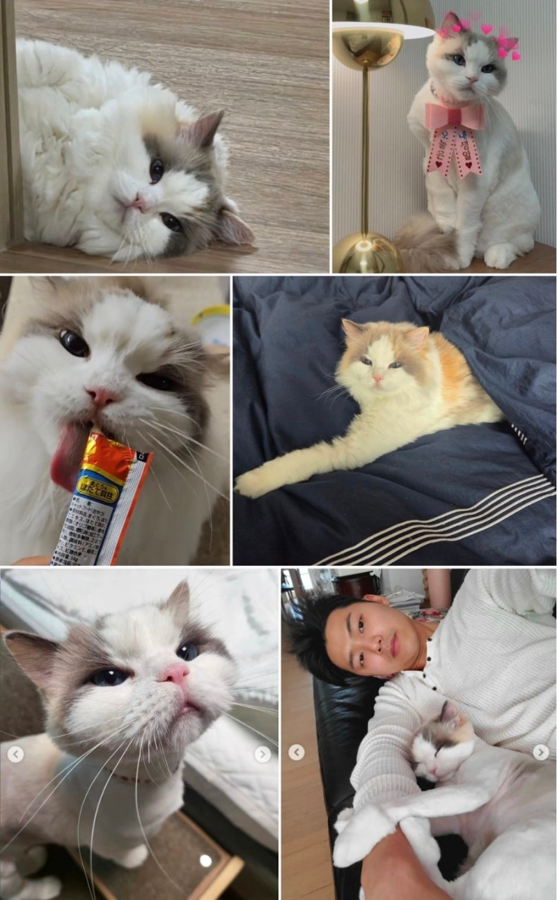 씨엔블루 강민혁 반려묘 치치 무지개다리…11년 함께한 가족과 가슴 아픈 이별