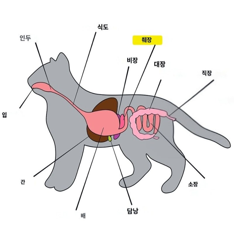 고양이 췌장염 증상, 이것만 놓치면 늦을 수 있어요｜초기증상부터 검사·치료과정까지