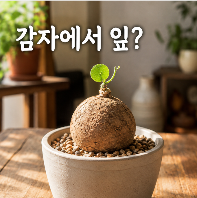 스테파니아 에렉타 키우기, 감자처럼 생긴 괴근식물