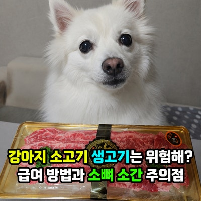 강아지 소고기 생고기는 위험해? 급여 방법과 소뼈 소간 주의점