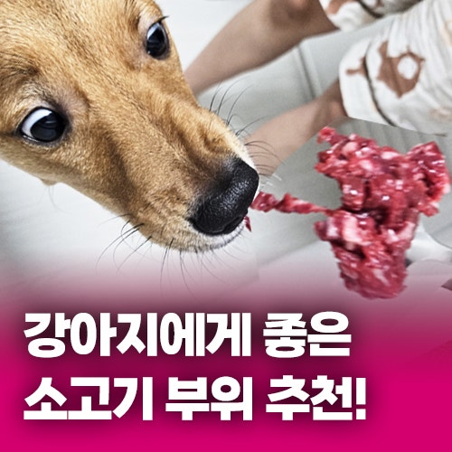 강아지에게 좋은 소고기 부위 추천! (강아지 소고기 급여방법, 소고기 줄때 주의할점) / 동래....