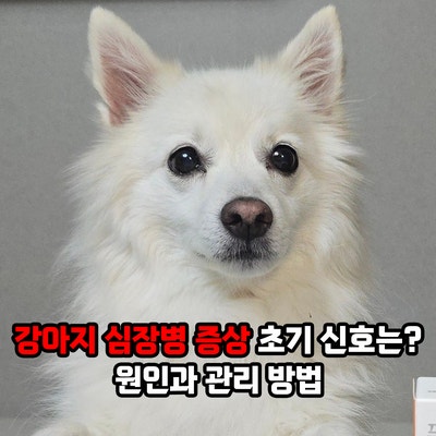 강아지 심장병 증상 초기 신호는? 심장비대증 비대성심근증 원인과 관리 방법