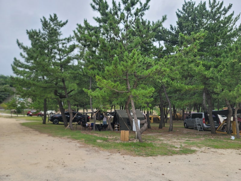 강원도양양 캠핑장 양양바다 한적한 원포리 솔밭야영장 카라반캠핑 양양여행