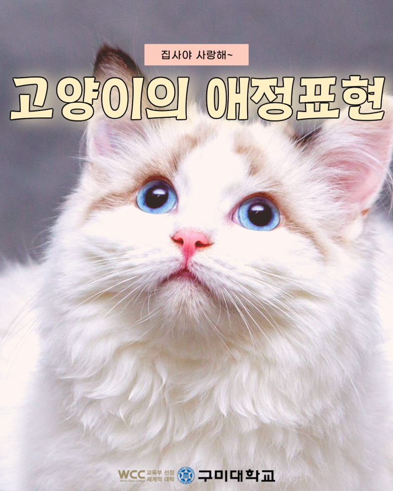 집사야 사랑해~ 고양이의 애정표현
