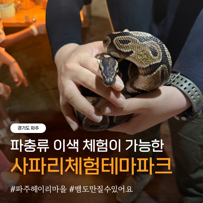 [파주] 파주 헤이리마을 “사파리체험테마파크” | 파충류 이색체험, 뱀 만지고 마술쇼까지!