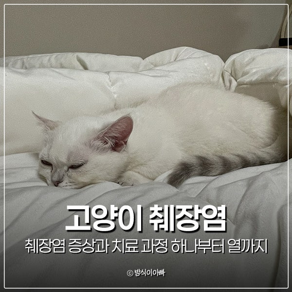 고양이 췌장염 증상과 치료 과정 하나부터 열까지