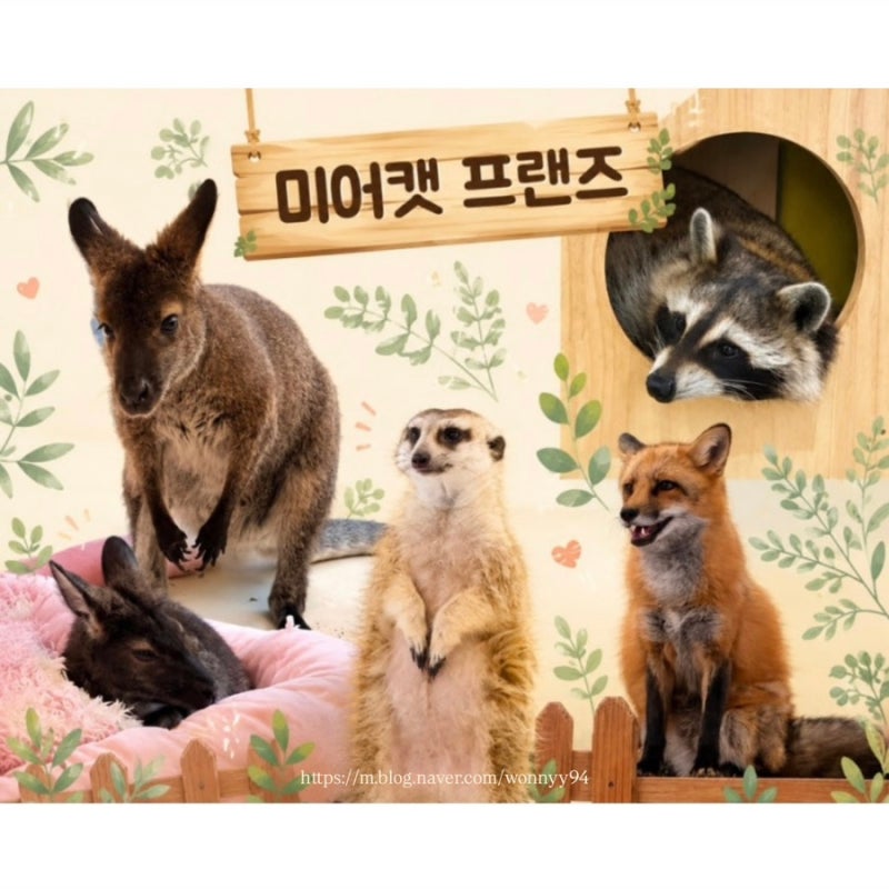 서울 데이트 코스로 강추하는 동물카페 홍대 미어캣 프랜즈(동물 상세)