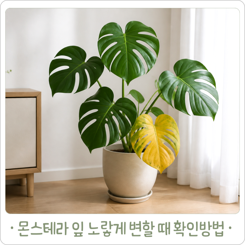 몬스테라 잎 노랗게 변할 때, 물 때문인지 햇빛 때문인지 구분하는 법