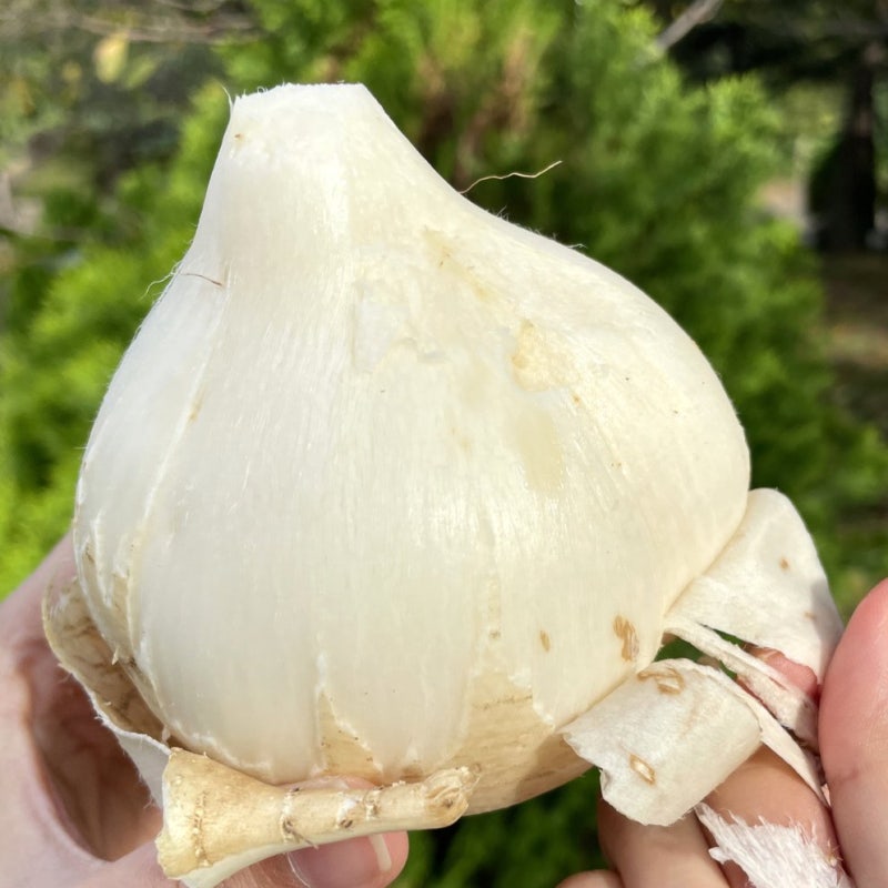 히카마 효능 3가지, 여름 다이어트 음식 맛있게 먹는법