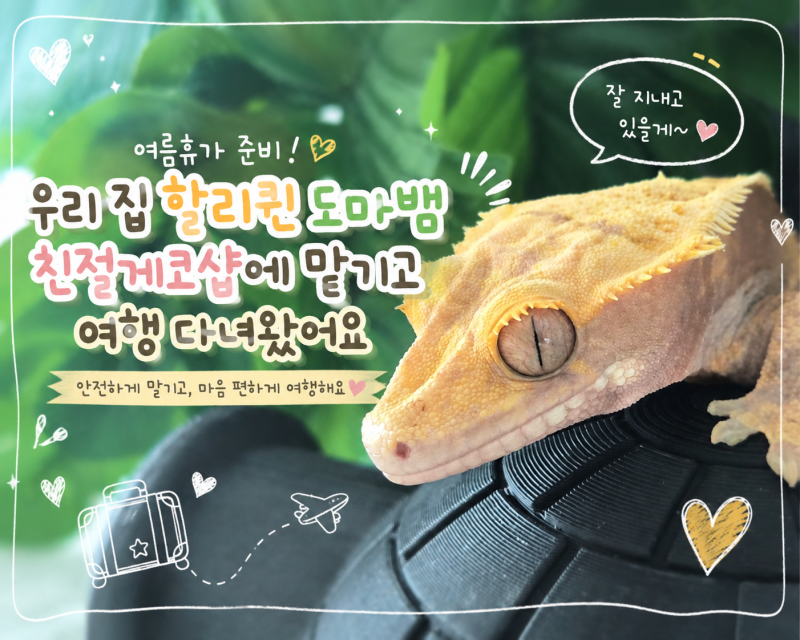 창원 파충류샵 친절게코샵｜할리퀸게코 맡기고 여름휴가 다녀왔어요