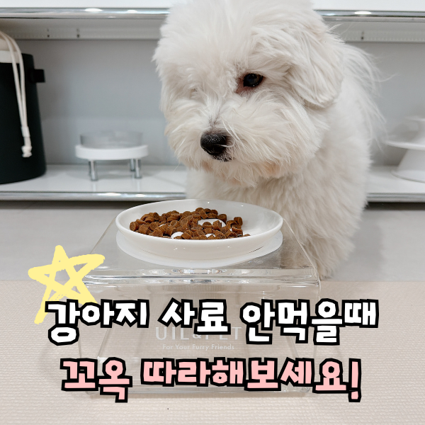 강아지 식욕저하, 사료 밥 안먹을때 확실히 고치는법