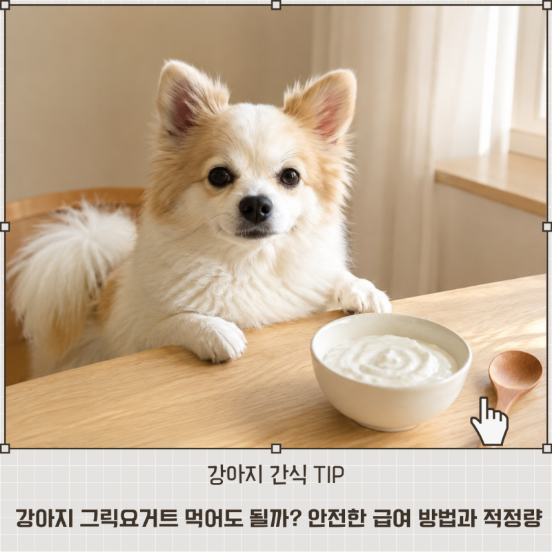 강아지 그릭요거트 먹어도 될까? 안전한 급여 방법과 적정량 정리