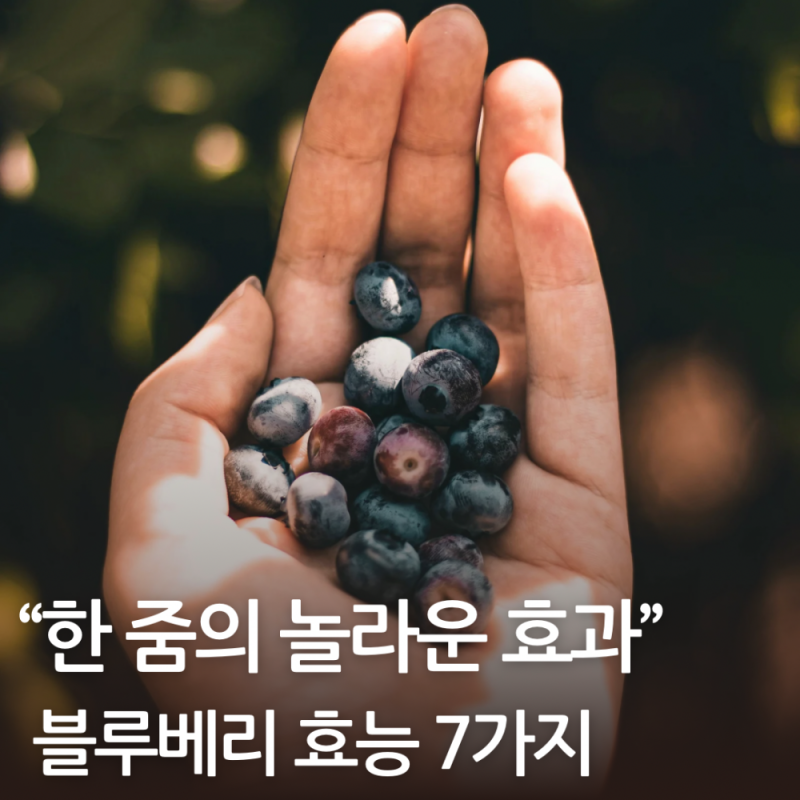 블루베리효능 한 줌의 놀라운 효과