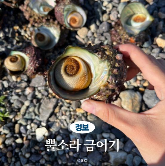 포항 바다 물놀이 후 뿔소라 자급자족 금어기 정보
