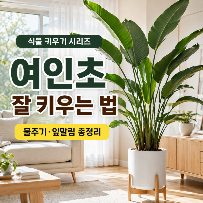 여인초 키우기 물주기 햇빛 잎말림 극락조 차이까지