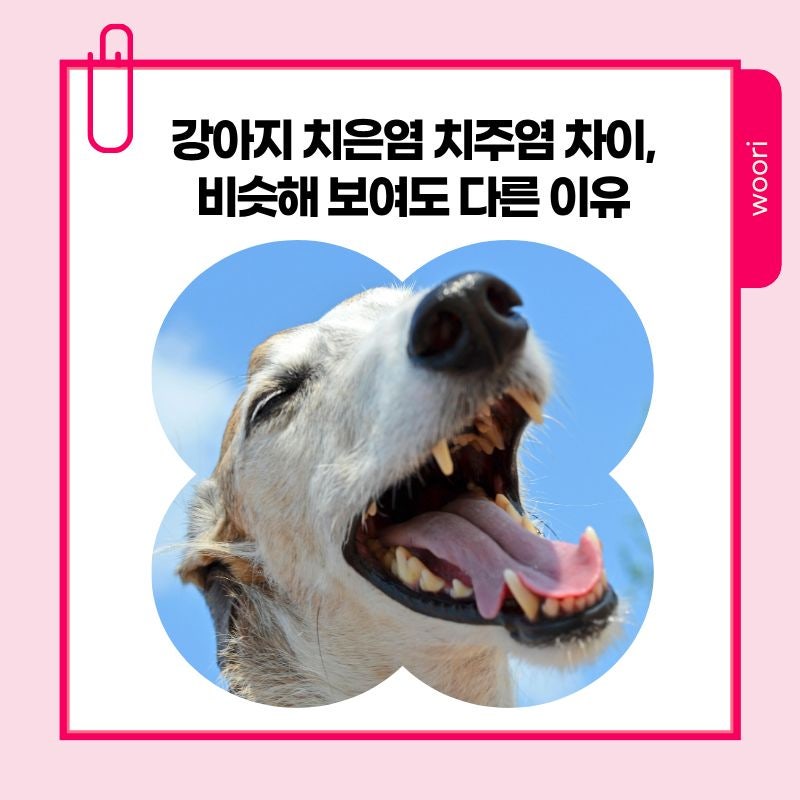 강아지 치은염 치주염 차이, 비슷해 보여도 다른 이유