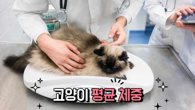 고양이 평균 몸무게: 우리 고양이, 지금 몇 킬로가 적당한 걸까요?