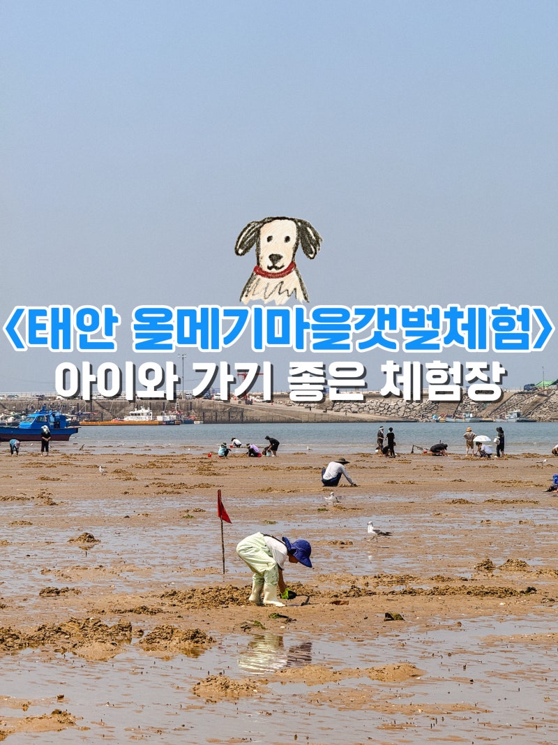 태안 올메기마을갯벌체험장 태안 마검포 맛조개 백합 해루질 꿀팁10월 11월 황금물때